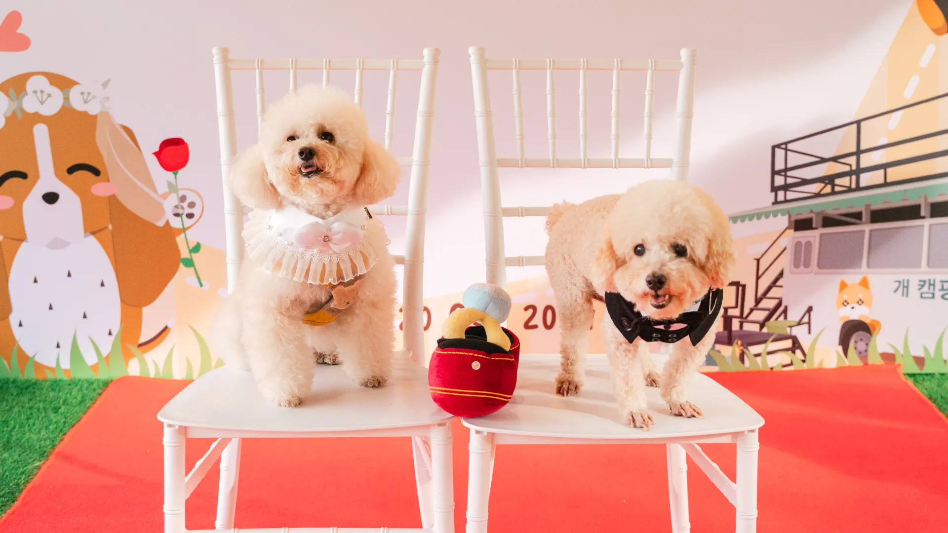 pet2u-event-wedding-gallery-horizontal-4